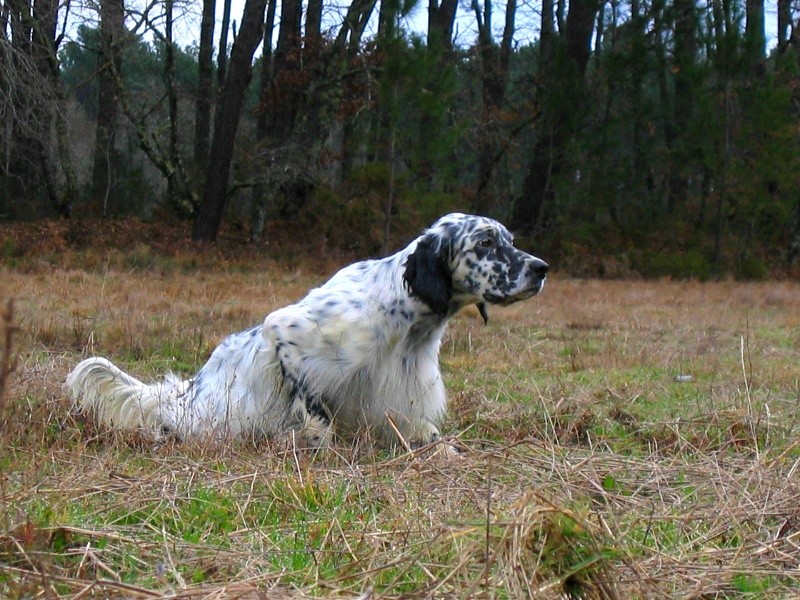 TR. CH. Vilno du champ Bocquillon