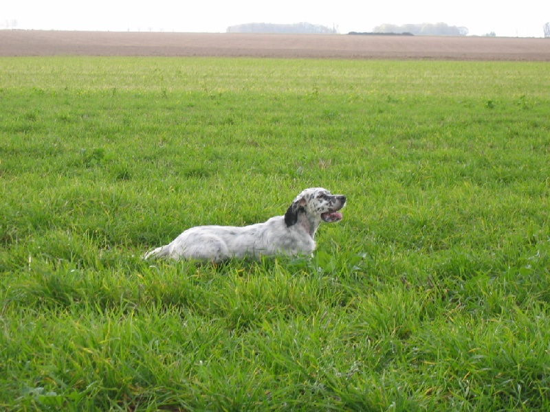 CH. Rouslana du champ Bocquillon