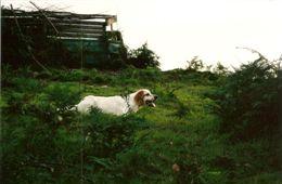 TR. Nisso du champ Bocquillon