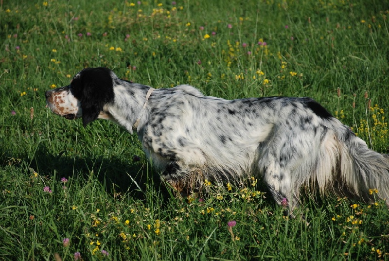Delano-roosevelt du champ Bocquillon