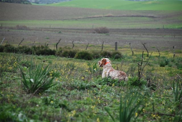 Andalouise 2014