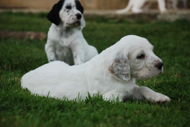 CHIOTS PORTEE DU 29 SEPTEMBRE 2009