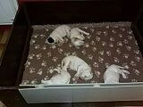 les chiots EQUITA -DREAM