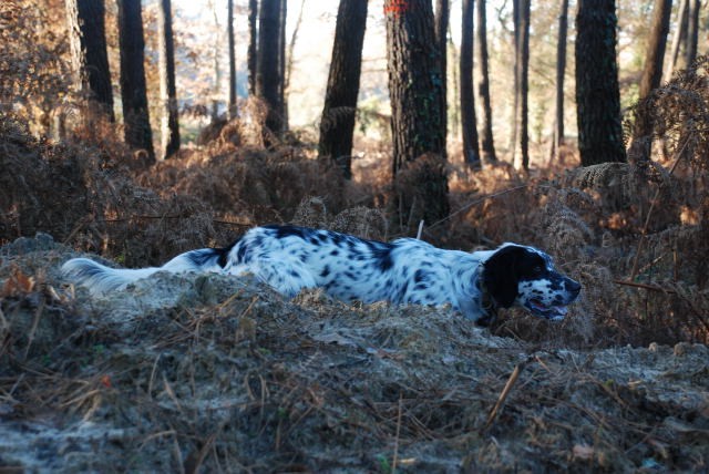 Chasse 2010