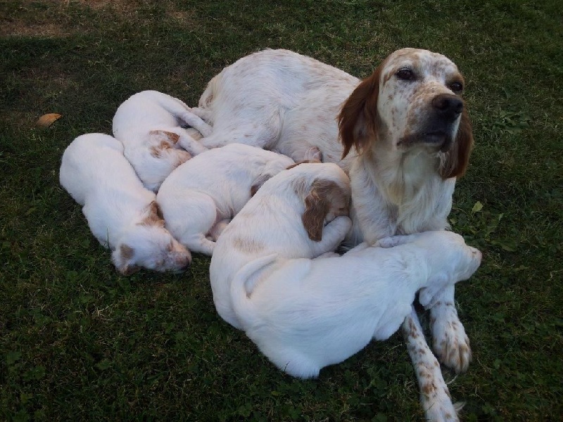 les chiots VILNO et DEMENTIEVA