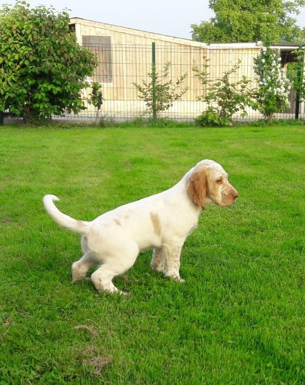 du champ Bocquillon - Chiots disponibles - Setter Anglais