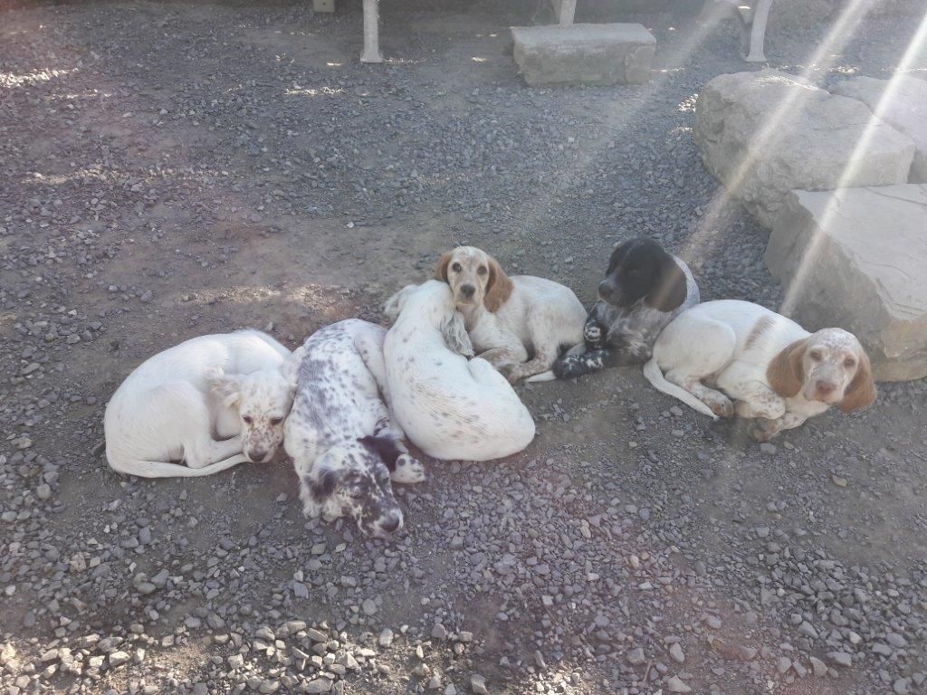 Chiot Setter Anglais du champ Bocquillon