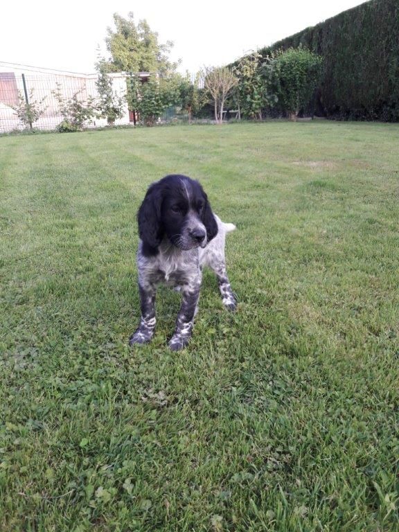 du champ Bocquillon - Chiots disponibles - Setter Anglais